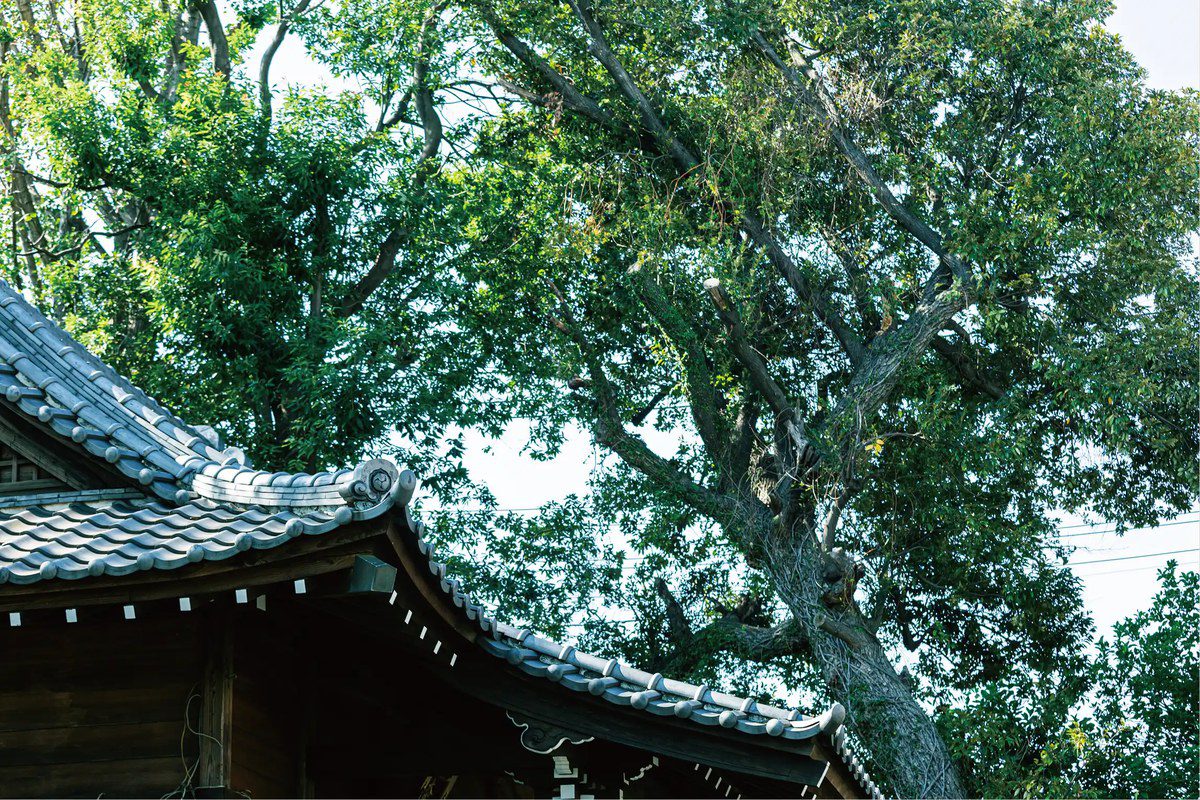 ブランズ西小山 隣接する小山八幡神社の社殿と境内の木々