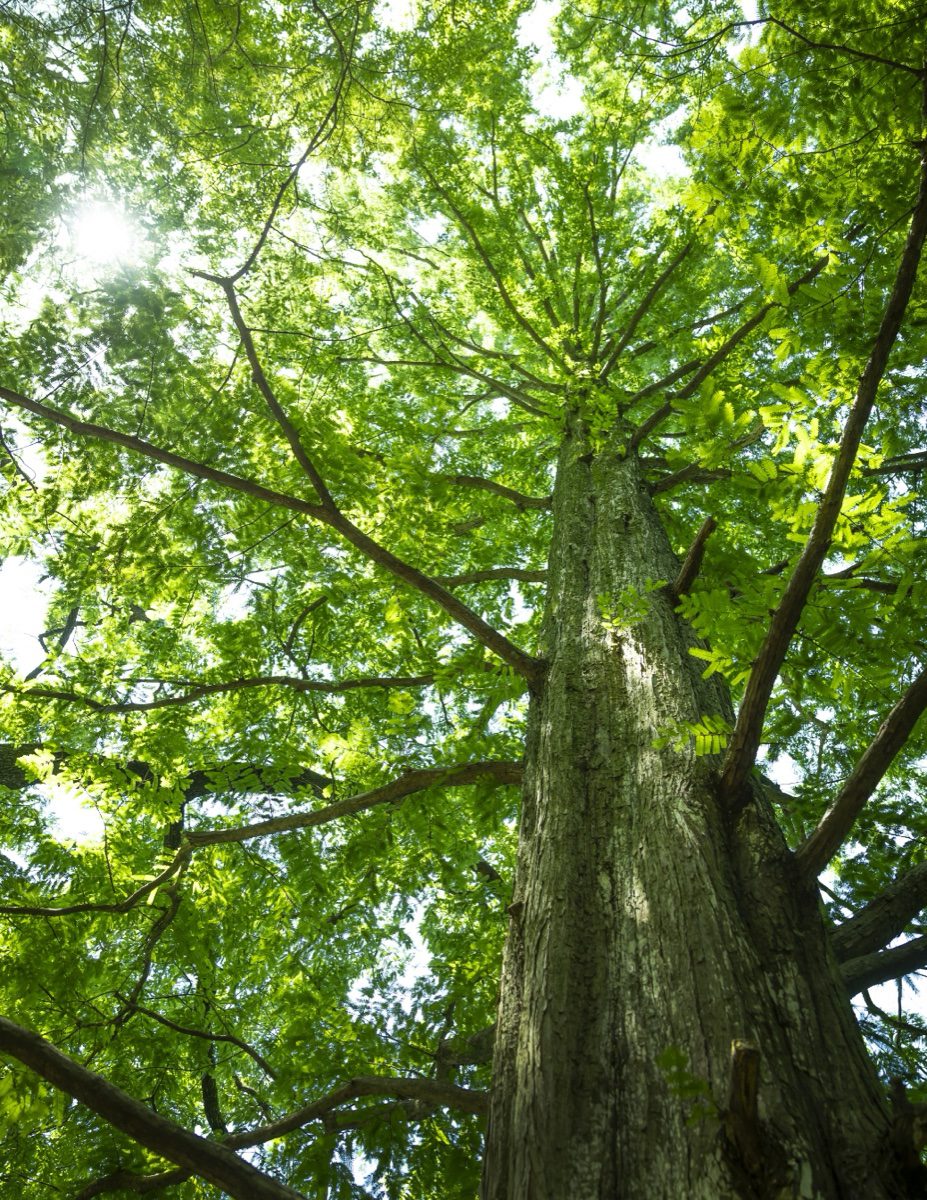 都立石神井公園の樹林（物件から徒歩4分）