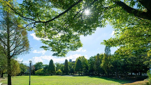 大谷田公園の芝生と木立（写真）